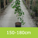 Maidenhair Tree Ginkgo Biloba 150-180cm